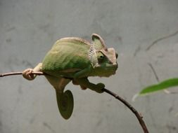 Chameleons Iguana
