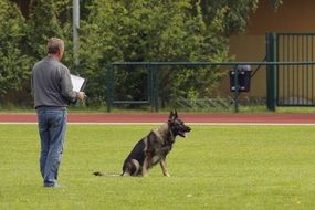 man stays beside of german shepherd Dog sitting on lawn