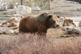 grizzly bear in the wild in yellowstone national park