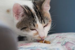 cat eating food from pillow