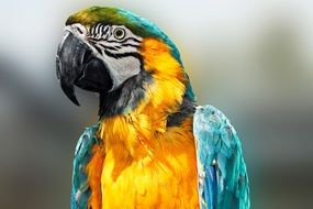 Beautiful colorful Ara Parrot