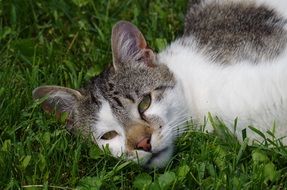 relaxed tom cat