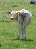 Animal Farm Livestock