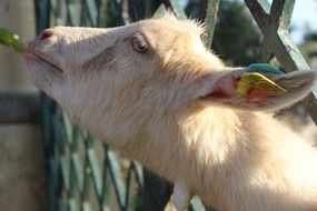 Cute white goat eating a green leaf