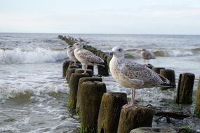 seagulls on the Baltic coast