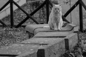 black and white photo of a cat on a concrete slab