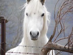 White Horse on a meadow