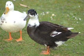 black and white ducks