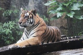 picture of the tiger in the zoo, indonesia