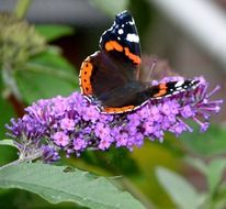 admiral butterfly in summertime