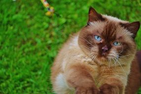 British Shorthair cute cat with blue eyes