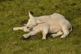 two Lambs sleeping together on pasture