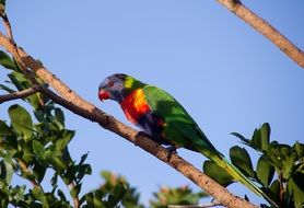 colorful lorikeet on the tree