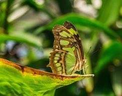 charming green Butterfly on a leaf