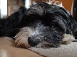 portrait of a sleeping dog