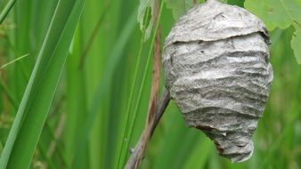 Nest Wasps