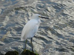 Beautiful and cute White heron on the rock