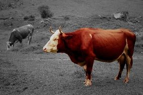 Cows on the grass on the pasture