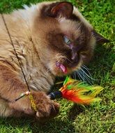 frisky cat with a toy