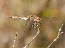 Picture of Dragonfly on a branch