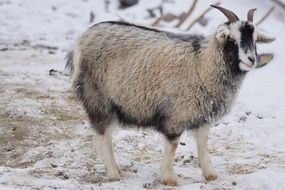 cashmere goat on white snow