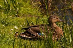 Bird Mallard in the grass close-up