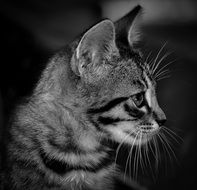 black and white photo with cute kitten