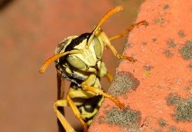 photo of the Hymenoptera Wasp