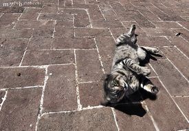 Cat playing on pavement