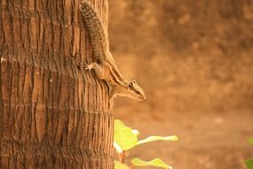 fluffy rodent descends from the tree