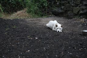 korean jindo dog is lying on the ground