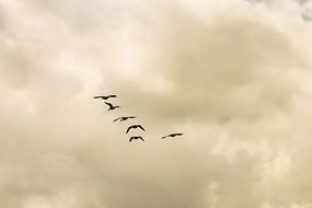 flying birds on the evening sky