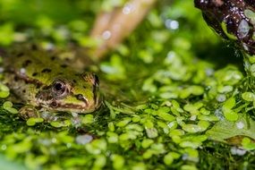 Frog Pond