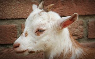 portrait of an young goat