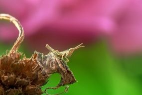 grasshopper on the dry plant