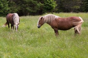two beautiful horses eat grass