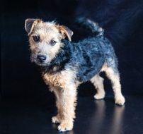 portrait of a lakeland terrier on the black background