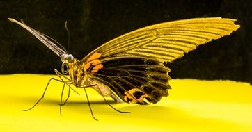 exotic butterfly on the yellow surface