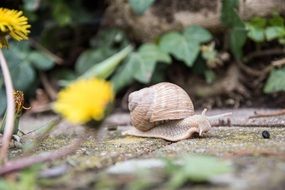 Snail with the shell