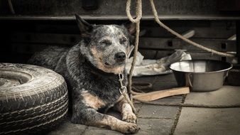watchdog