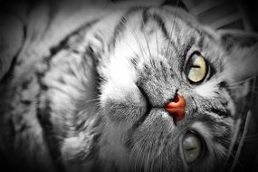 monochrome portrait of domestic cat looking as wild animal
