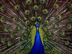 incredibly beautiful blue peacock tail