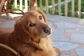 calm golden retriever