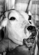 Cow head with open mouth