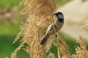 male sparrow sits on grass