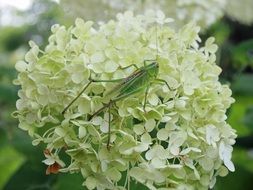 magnificent Grasshopper Insect