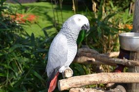Grey and white Graupapgei parrot