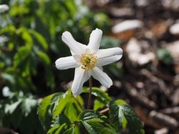 delicate white wood anemone blossom