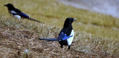 magpies on dry grass