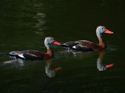 two Whistling Ducks